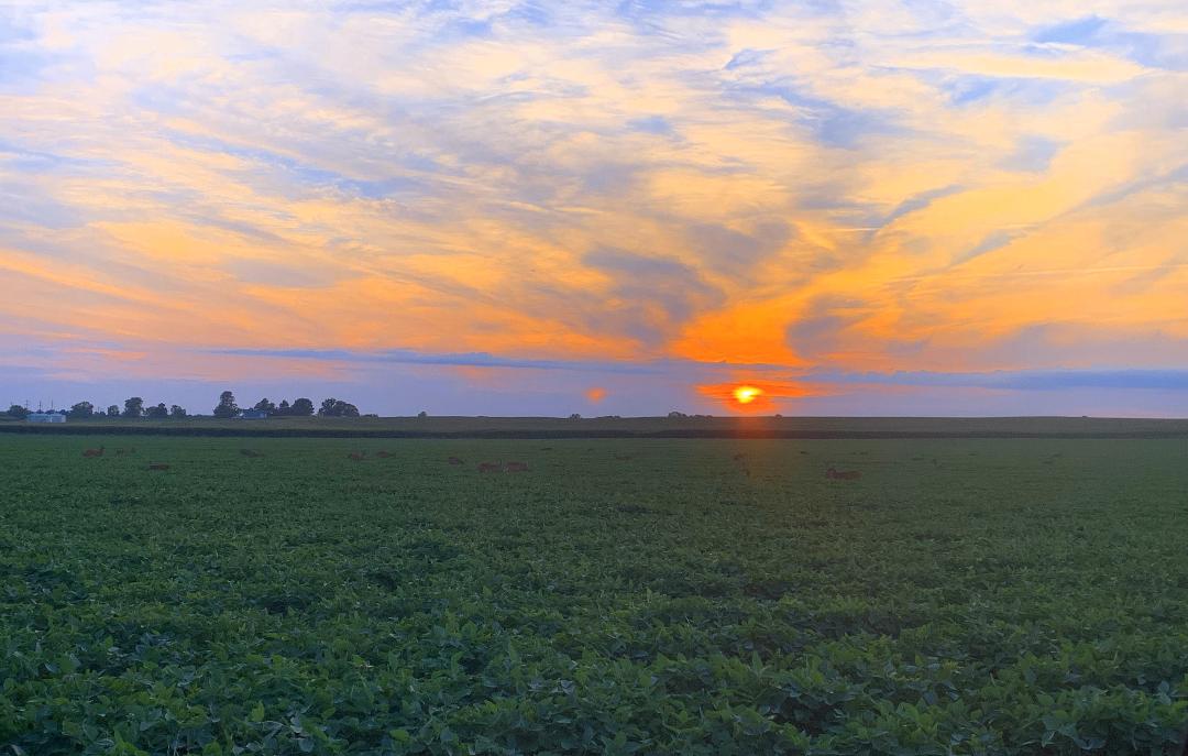 illsunset2025.jpg